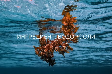 Почему стоит добавить водоросли в свой уход за кожей